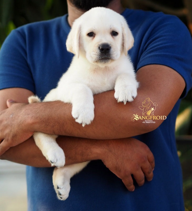 Image of Labrador posted on 2022-08-22 04:07:05 from mumbai